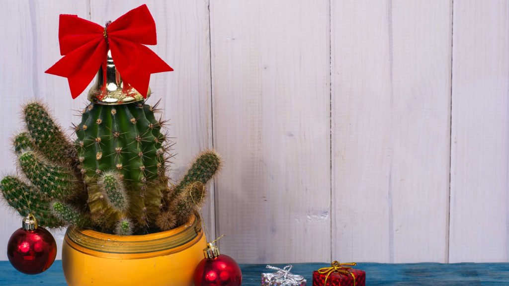 Christmas cactus tree.